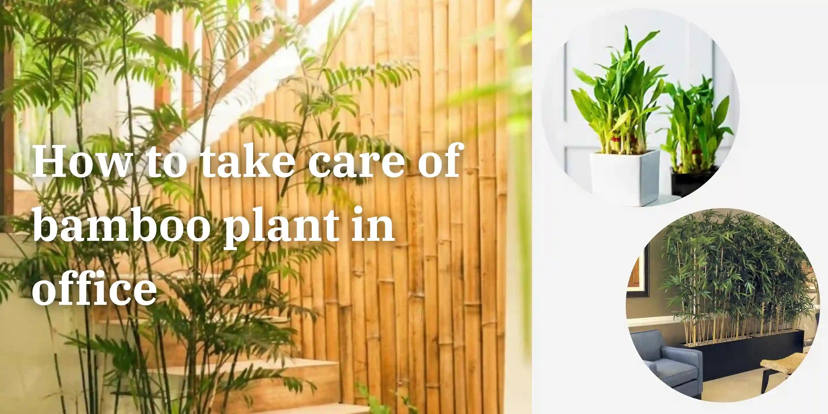 how to take care of bamboo plant in office