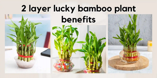 2-Layer Lucky Bamboo Plant Benefits