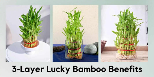 3-Layer Lucky Bamboo Benefits