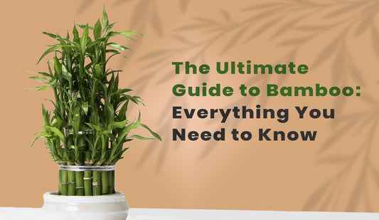 The Essential Bamboo Guide: Key Facts and Tips