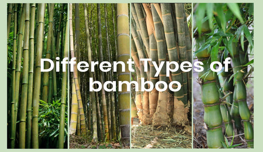 Different Types of bamboo - Meserii