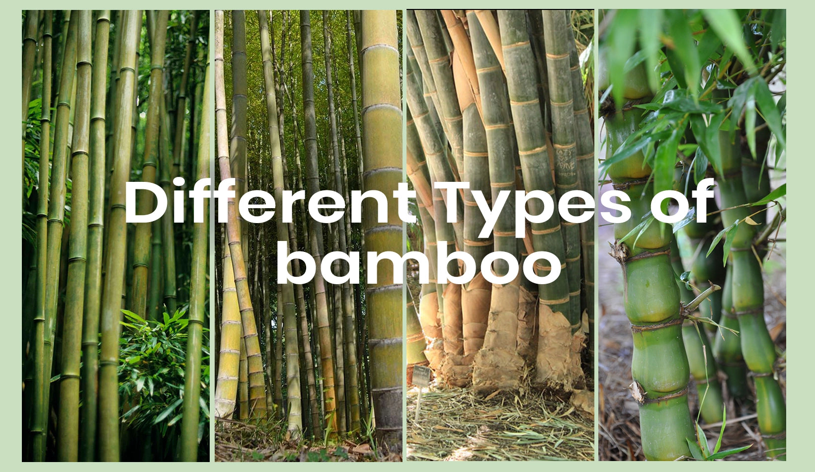 21 Different Types Of Bamboo Home Garden And Indoor Uses Meserii 0202