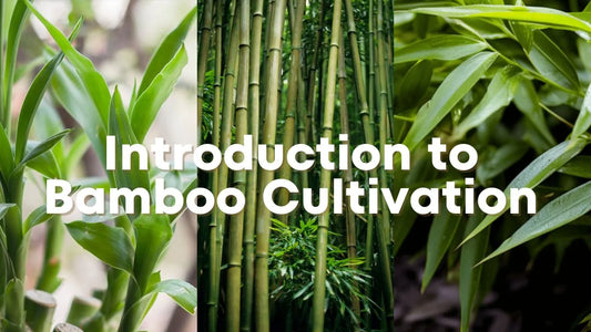 Getting Started with Bamboo Farming