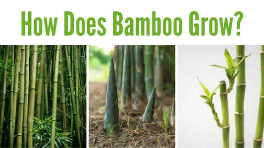 Bamboo Growth Process