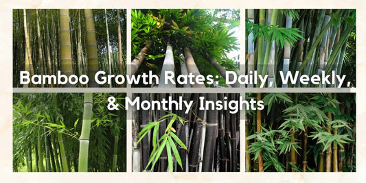 Bamboo Growth Rates