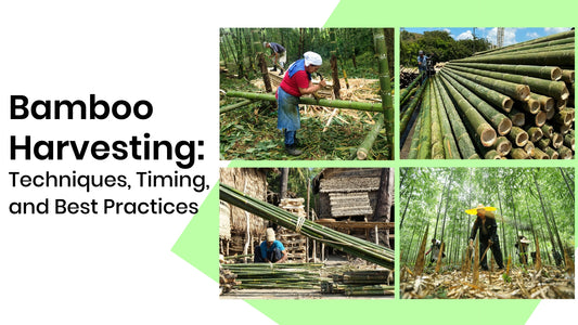 Harvesting Bamboo: Methods & Tips