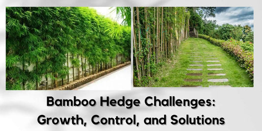 Bamboo Hedge Challenges: Growth, Control, and Solutions