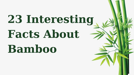 23 Bamboo Facts Worth Knowing