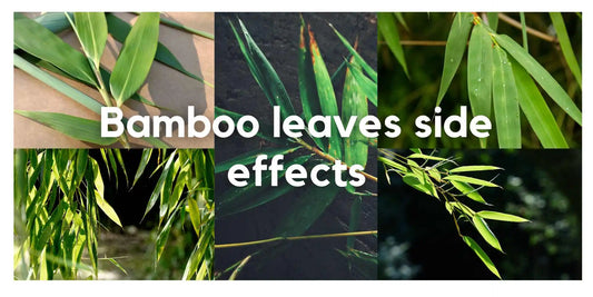 Bamboo Leaves Side Effects