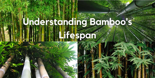 Bamboo Lifespan