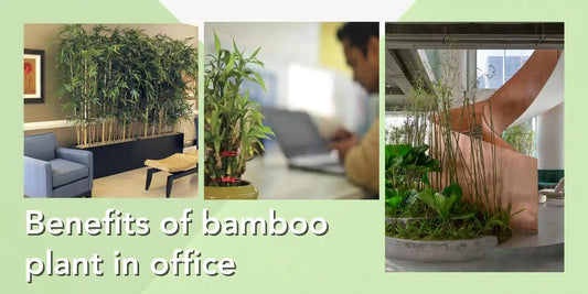 Benefits of Bamboo Plant in Office