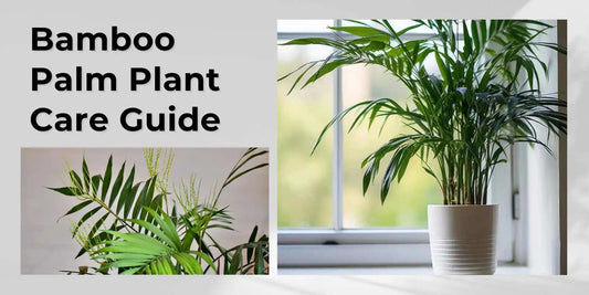 Bamboo Palm Plant Care Guide