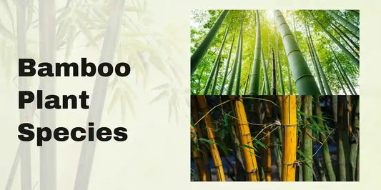 Bamboo Plant Species