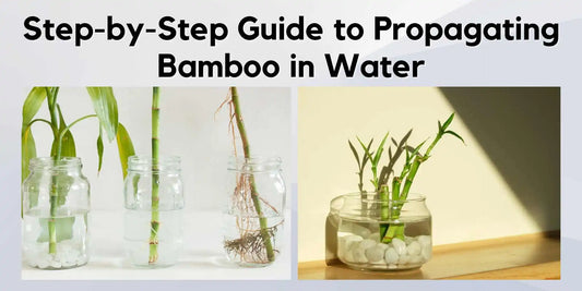 bamboo propagating water guide