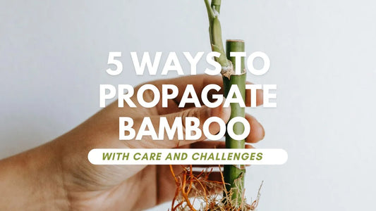 Propagating Bamboo: Methods & Challenges