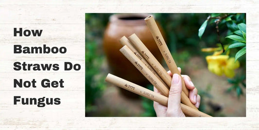 no fungus on bamboo straws