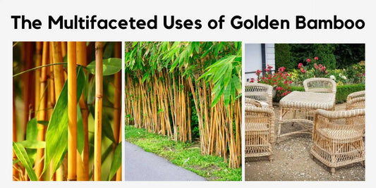 The Multifaceted Uses of Golden Bamboo