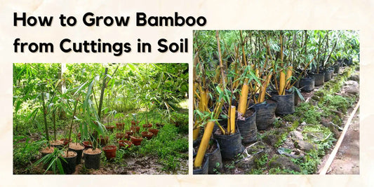 How to grow bamboo from cuttings