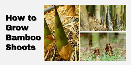 How to grow bamboo shoots