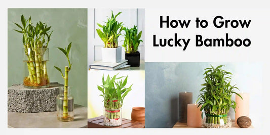 How to Grow Lucky Bamboo