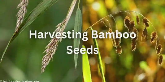 bamboo Seed Harvesting