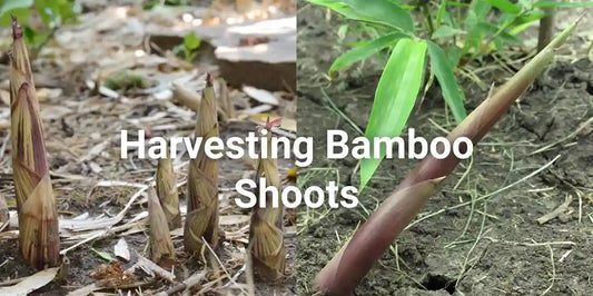 Bamboo shoots Harvesting