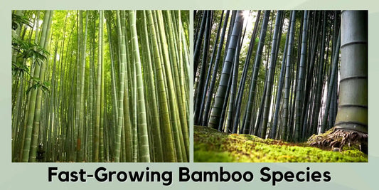 Fastest Growing Bamboo Species in India