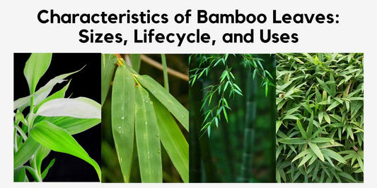 Characteristics of Bamboo Leaves