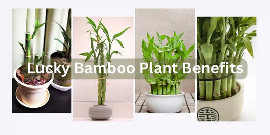 Lucky Bamboo Plant Benefits