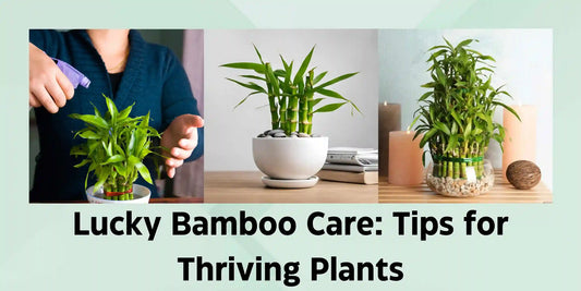 Lucky Bamboo Care Tips