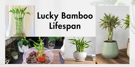 Lucky Bamboo Lifespan