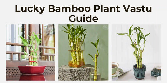 Lucky Bamboo Plant Vastu Guide