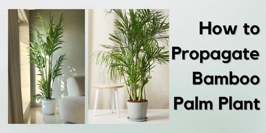 How to propagate bamboo palm plant