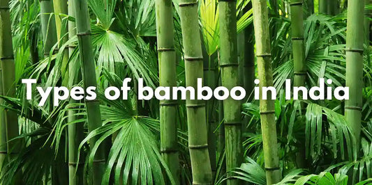 types of bamboo in india